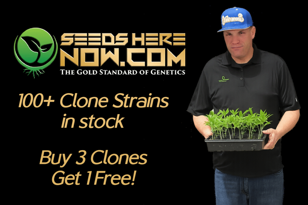 seeds here now clone ad