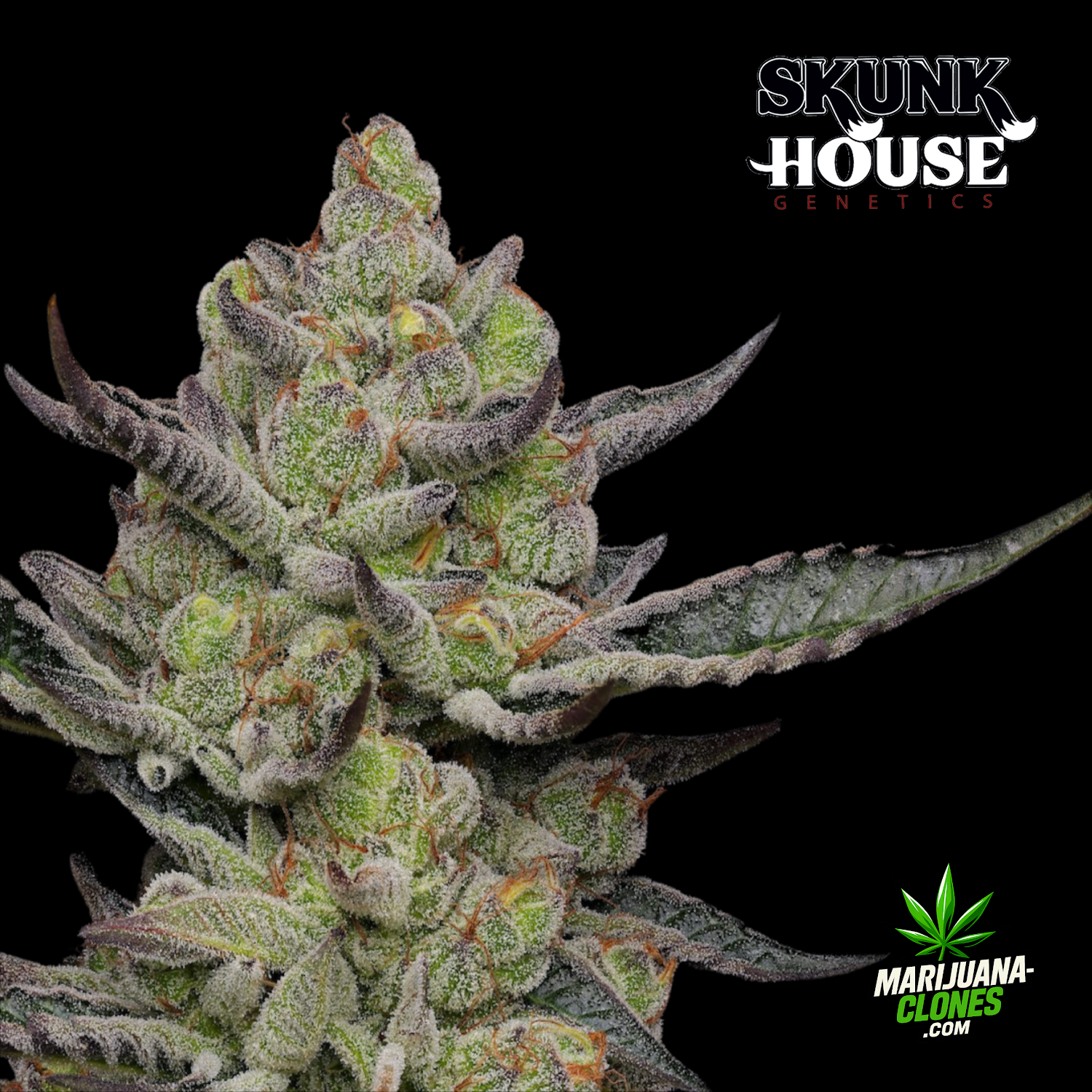 GMO Cookies Cannabis Clone Flowering