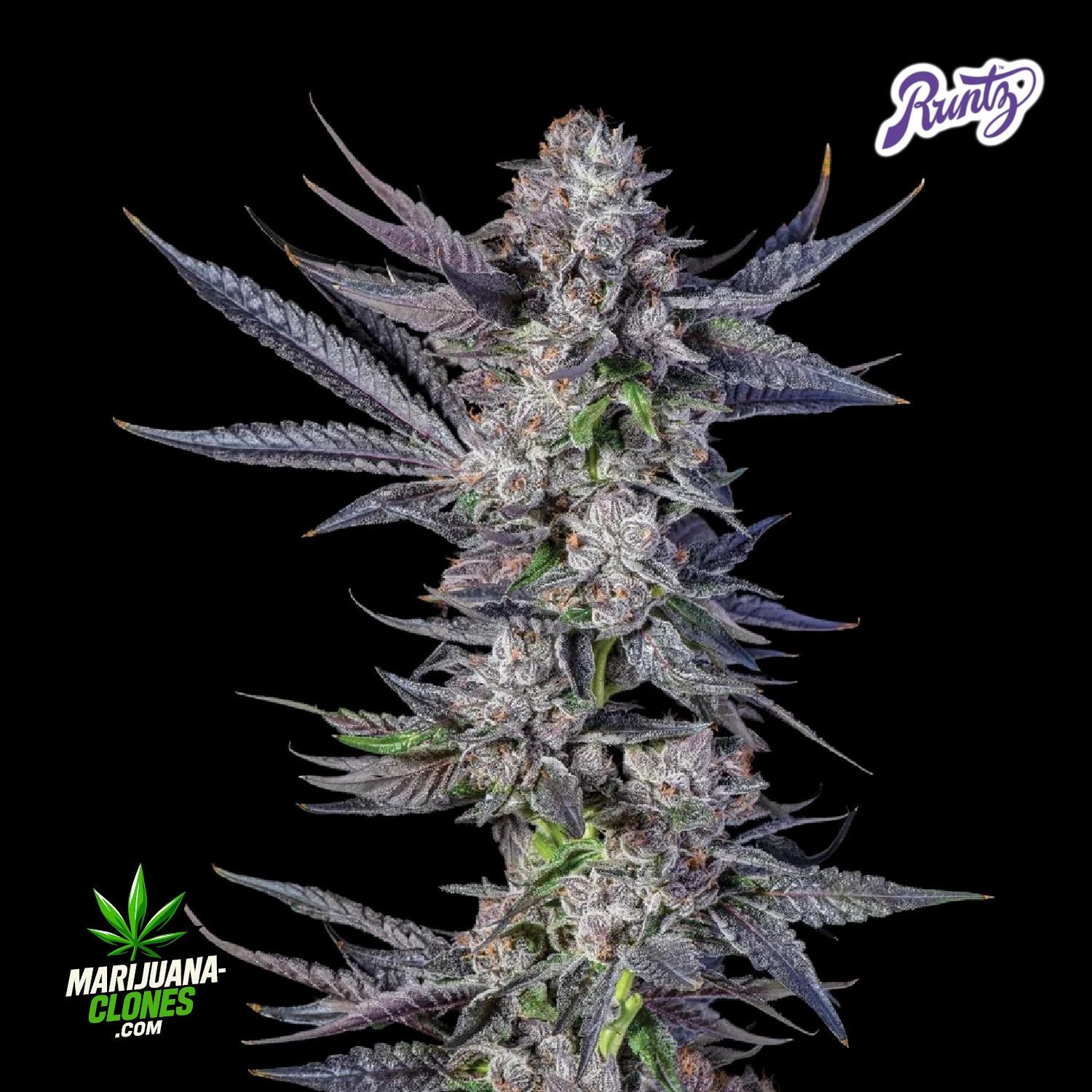 White Runtz Cannabis Clone Flowering