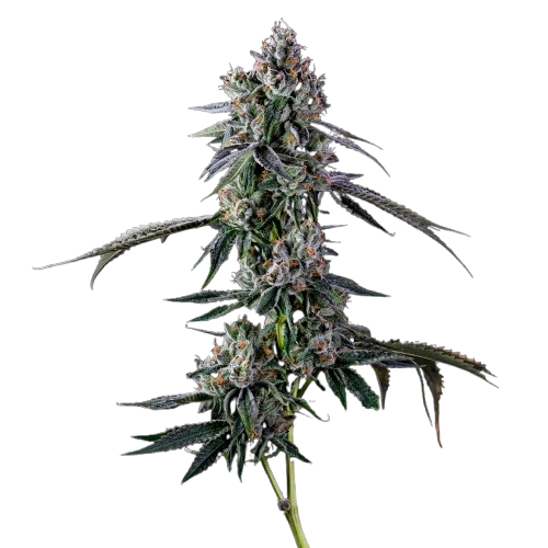 Galactic Warheads Isolated Bud